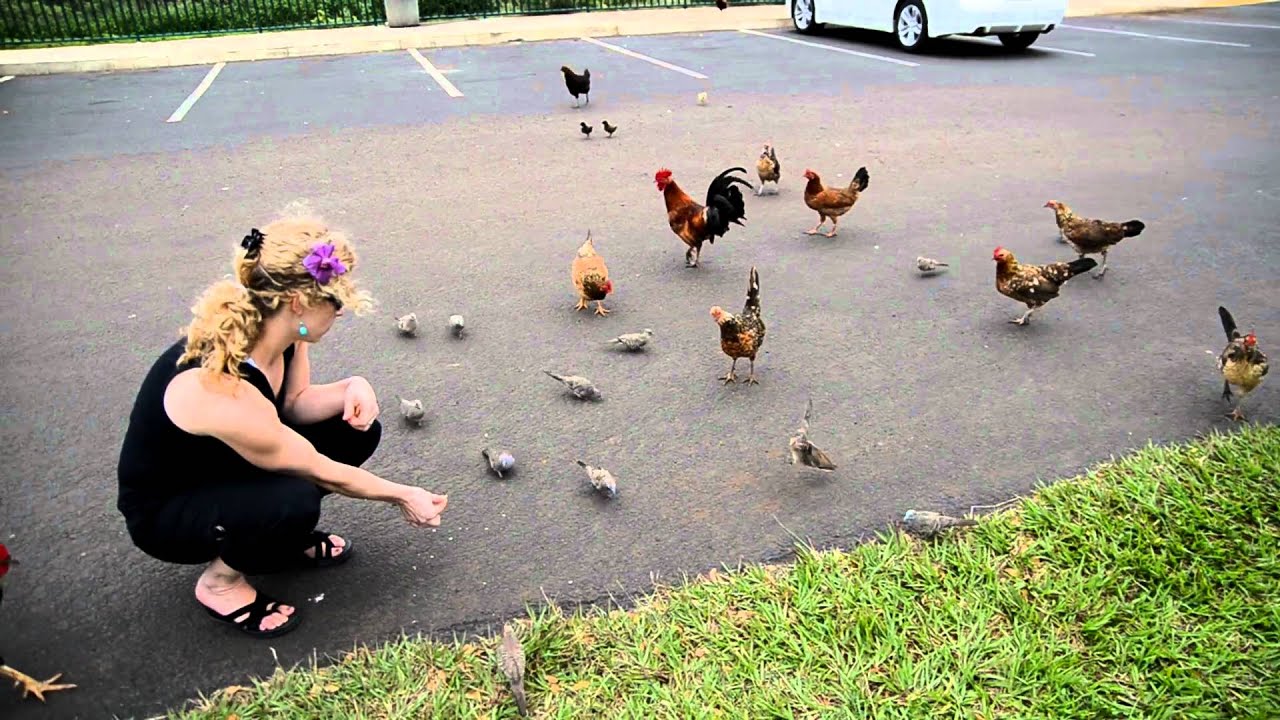 Chickens, chickens everywhere-welcome to Kauai.