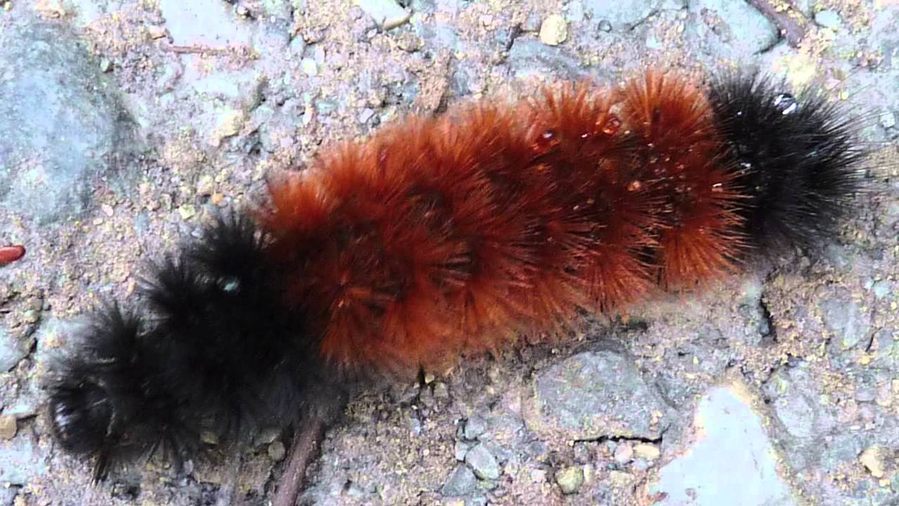 An Almanac Minute: Woolly Worm