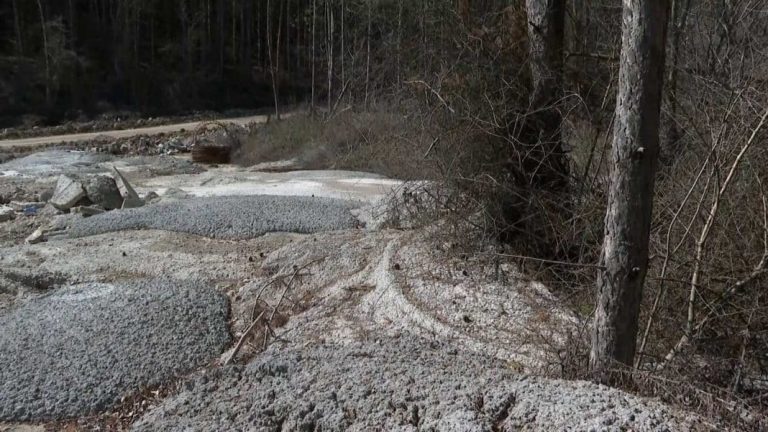 Магистралата на Бойко: Бетонират борова гора по „Хемус“