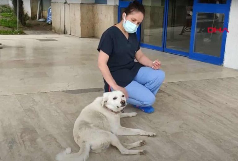 Вярно куче чака 14 дни стопанина си пред болница в Турция