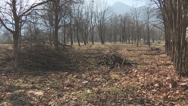 Недоволство във Враца заради сеч на дървета в парк